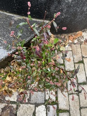 Persicaria maculosa