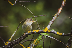 Phylloscopus collybita
