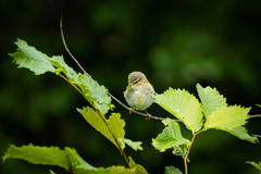 Phylloscopus collybita