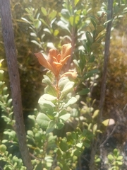 Lyonia fruticosa