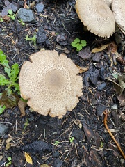Agaricus augustus