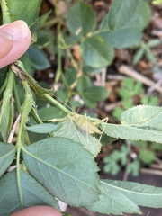 Oecanthus quadripunctatus