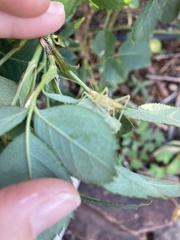 Oecanthus quadripunctatus