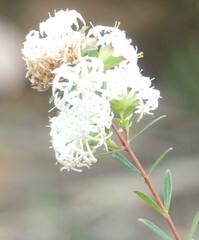 Pimelea linifolia linifolia