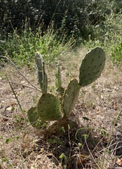 Opuntia orbiculata