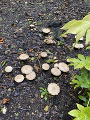 Agaricus augustus