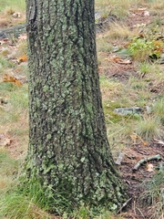 Flavopunctelia flaventior