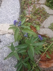 Caryopteris × clandonensis
