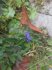 Caryopteris × clandonensis