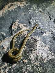 Thamnophis cyrtopsis