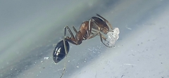 Monomorium salomonis