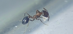 Monomorium salomonis