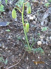Albuca spiralis