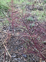 Dysphania graveolens