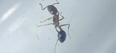 Monomorium salomonis