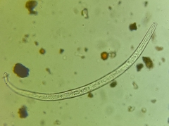 Nematoda