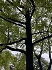 Quercus