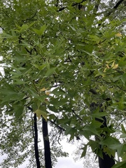 Quercus