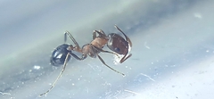 Monomorium salomonis