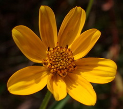 Bidens mitis