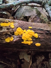 Calycina citrina