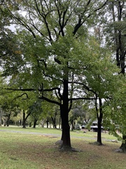 Quercus
