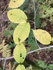 Betula alleghaniensis