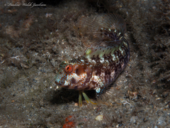 Parablennius marmoreus