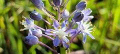 Merwilla plumbea