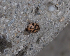 Oenopia conglobata