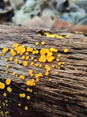 Calycina citrina