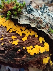 Calycina citrina