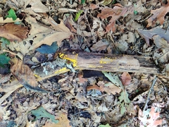 Calycina citrina
