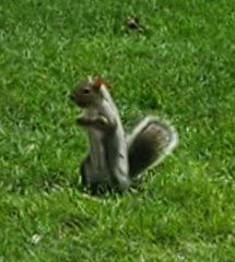 Sciurus carolinensis