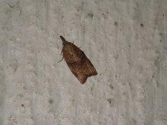 Tortricinae