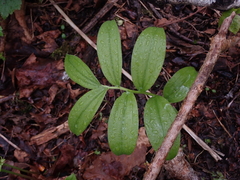 Maianthemum racemosum