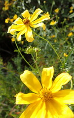 Bidens mitis