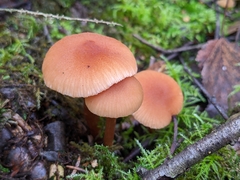 Laccaria laccata