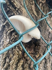 Hypsizygus
