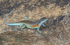 Trachylepis margaritifera