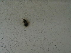 Deraeocoris lutescens