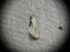 Cilix glaucata