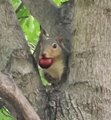 Sciurus carolinensis