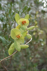 Lonicera implexa