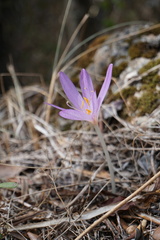 Colchicum lusitanum