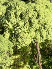 Chaenotheca furfuracea