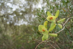 Lonicera implexa