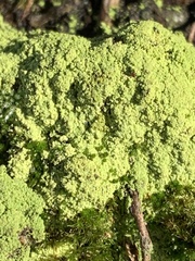 Chaenotheca furfuracea