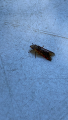 Homalodisca liturata