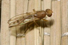 Opomyza florum